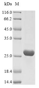 Recombinant Human Insulin-like growth factor 1 receptor(IGF1R),partial