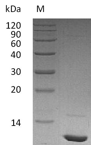 Recombinant Human Insulin-like growth factor I(IGF1) (Active)