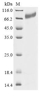 Recombinant Human Integrin beta-7(ITGB7),partial