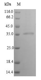 Recombinant Human Interferon alpha-14(IFNA14)