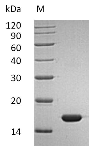 Recombinant Human Interferon alpha-2(IFNA2) (Active)