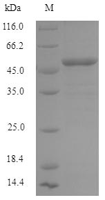 Recombinant Human Interferon-induced helicase C domain-containing protein 1(IFIH1),partial