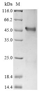 Recombinant Human Interferon regulatory factor 1(IRF1)(K29R)