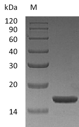 Recombinant Human Interleukin-1 alpha(IL1A) (Active)