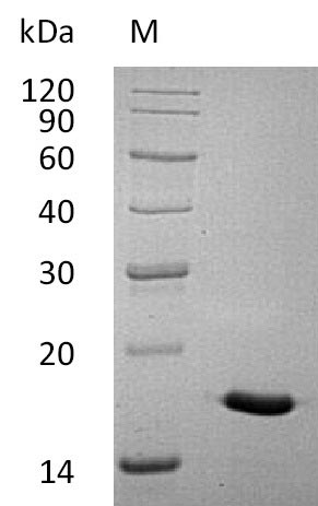 Recombinant Human Interleukin-17A(IL17A) (Active)