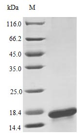 Recombinant Human Interleukin-17F protein(IL17F) (Active)