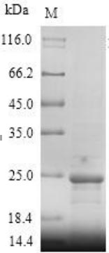 Recombinant Human Interleukin-18 (IL18)