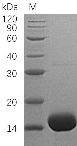 Recombinant Human Interleukin-3(IL3) (Active)