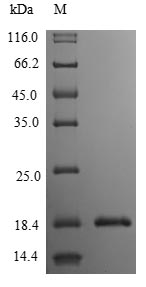 Recombinant Human Interleukin-3(IL3)