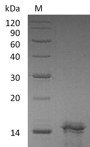 Recombinant Human Interleukin-31(IL31) (Active)
