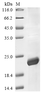 Recombinant Human Interleukin-31(IL31)