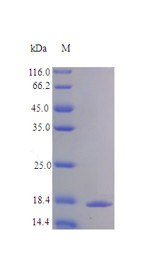 Recombinant Human Interleukin-36 alpha protein(IL36A) (Active)