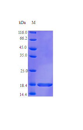 Recombinant Human Interleukin-36 gamma protein(IL36G) (Active)