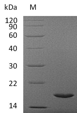 Recombinant Human Interleukin-37(IL37),partial (Active)