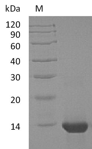 Recombinant Human Interleukin-4(IL4) (Active)