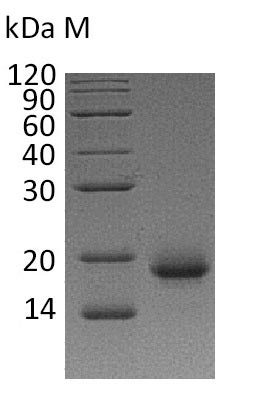 Recombinant Human Interleukin-4(IL4) (Active)