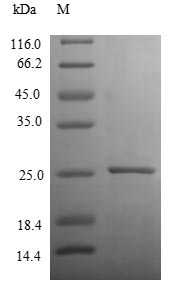 Recombinant Human Interleukin-6(IL6)