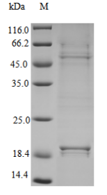 Recombinant Human Interleukin-8(CXCL8) (Active)