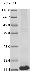 Recombinant Human Interleukin-8(CXCL8),partial