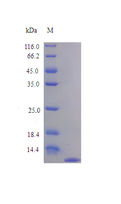 Recombinant Human Interleukin-8 (CXCL8),partial(Active)
