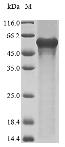 Recombinant Human Isthmin-1(ISM1)