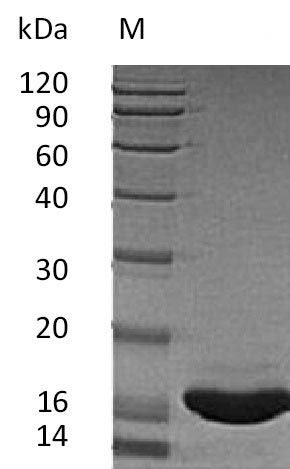 Recombinant Human Kit ligand(KITLG),partial (Active)