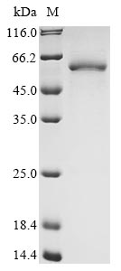 Recombinant Human Leucine-rich repeat and immunoglobulin-like domain-containing nogo receptor-interacting protein 1(LINGO1),partial