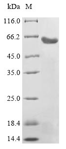 Recombinant Human Leucine-rich repeat-containing G-protein coupled receptor 5(LGR5),partial