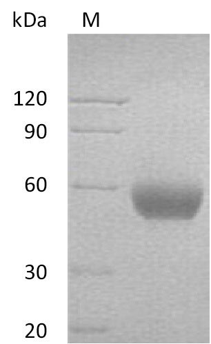 Recombinant Human Leukocyte surface antigen CD47(CD47),partial (Active)