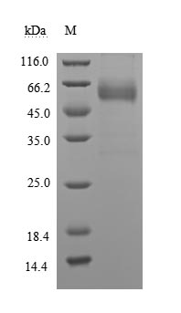 Recombinant Human Leukocyte surface antigen CD47(CD47),partial (Active)