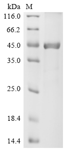 Recombinant Human Lipopolysaccharide-binding protein(LBP),partial