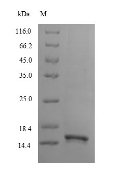 Recombinant Human Lymphocyte antigen 6 complex locus protein G6d(LY6G6D),partial