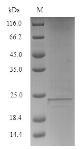 Recombinant Human Lymphocyte antigen 6E(LY6E)