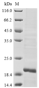 Recombinant Human Lymphocyte antigen 96(LY96)