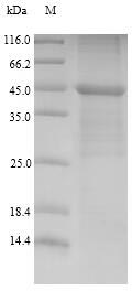 Recombinant Human Lymphocyte antigen 96(LY96),partial