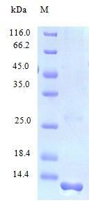 Recombinant Human Lymphotactin protein(XCL1) (Active)