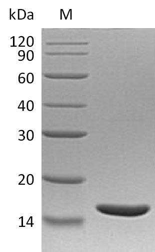 Recombinant Human Lymphotoxin-alpha(LTA) (Active)