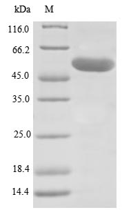 Recombinant Human Lysyl oxidase homolog 1(LOXL1)