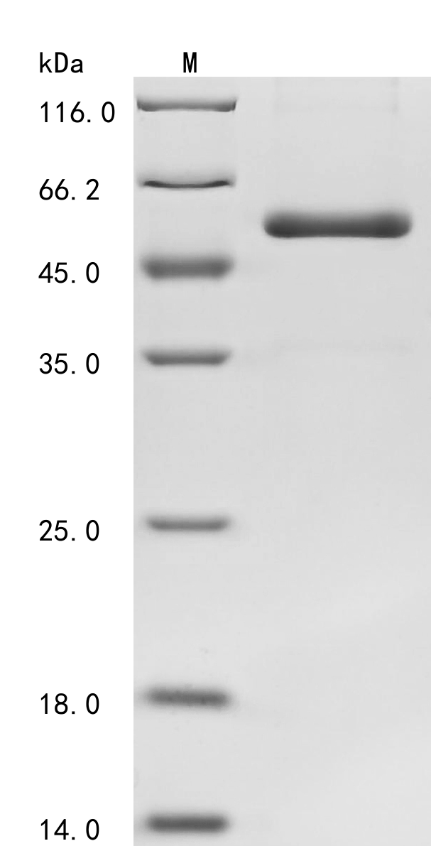 Recombinant Human Lysyl oxidase homolog 1(LOXL1),partial
