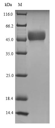 Recombinant Human MORC family CW-type zinc finger protein 3(MORC3),partial