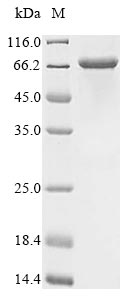 Recombinant Human Macrophage mannose receptor 1(MRC1),partial