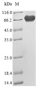 Recombinant Human Merlin(NF2)