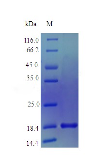 Recombinant Human Mesencephalic astrocyte-derived neurotrophic factor protein(MANF) (Active)