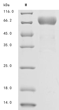 Recombinant Human Mesothelin(MSLN),partial