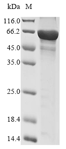 Recombinant Human Metabotropic glutamate receptor 5(GRM5),partial