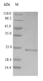 Recombinant Human Metallothionein-3(MT3)