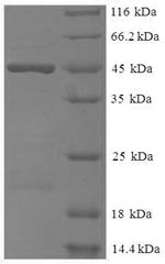 Recombinant Human Meteorin-like protein(METRNL)