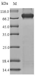 Recombinant Human Methylmalonyl-CoA mutase, mitochondrial(MMUT)