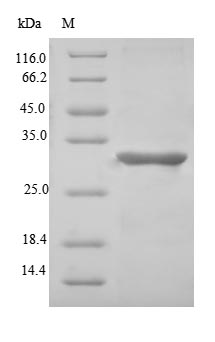 Recombinant Human Microfibrillar-associated protein 5(MFAP5)