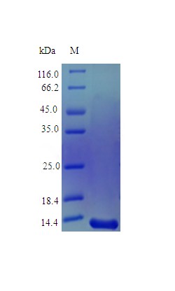 Recombinant Human Midkine protein(MDK) (Active)